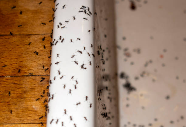 Best Commercial Pest Control Services  in Monterey Park, CA
